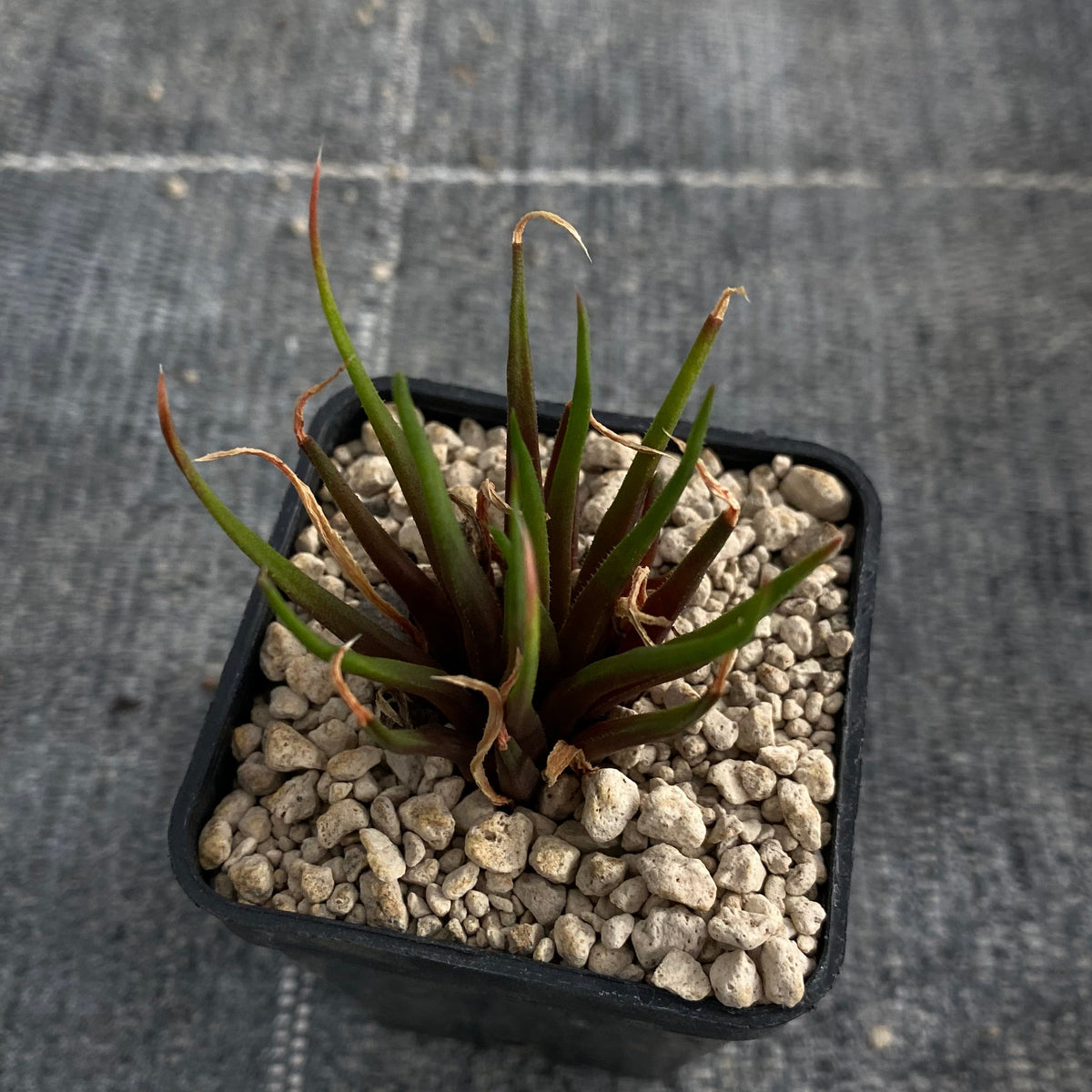 Haworthia angustifolia v. altissima (JDV92-063, Palmietfountain)