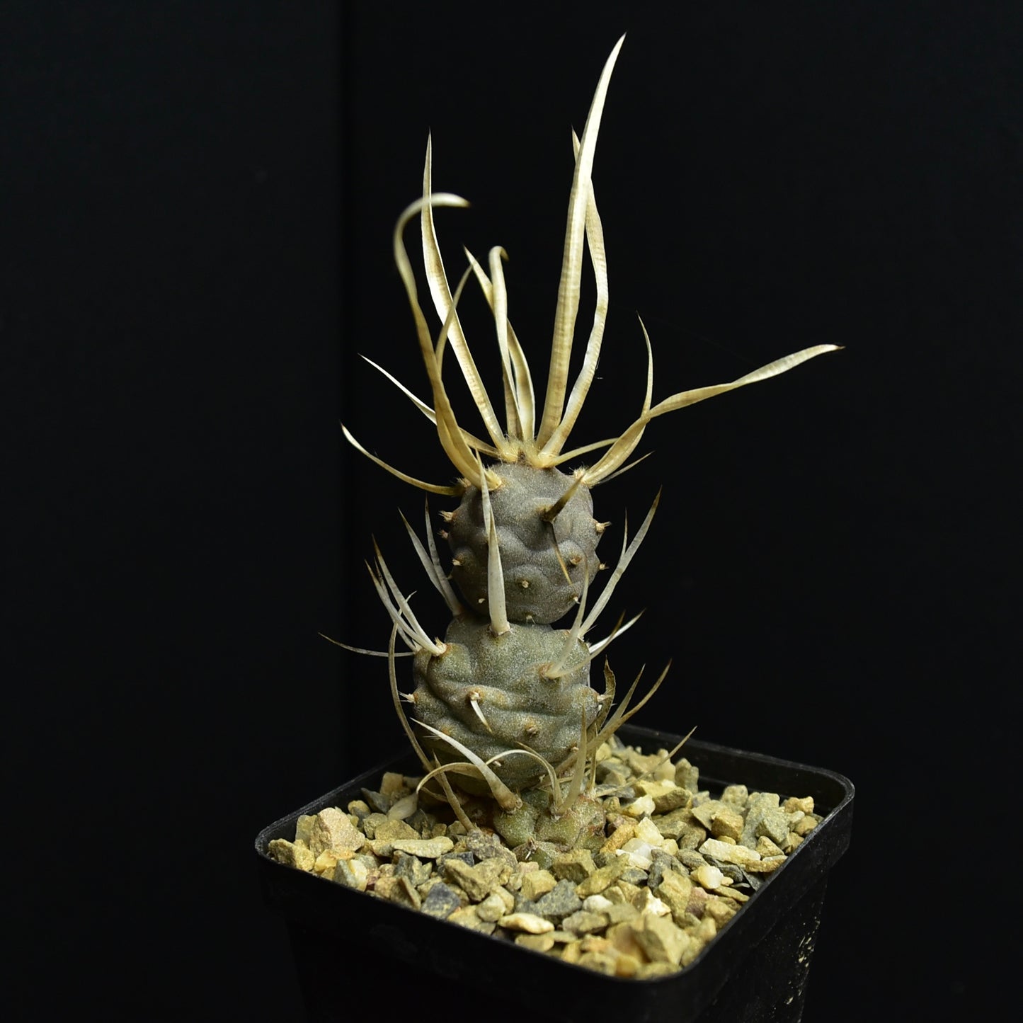 Tephrocactus  articulatus var. papyracanthus