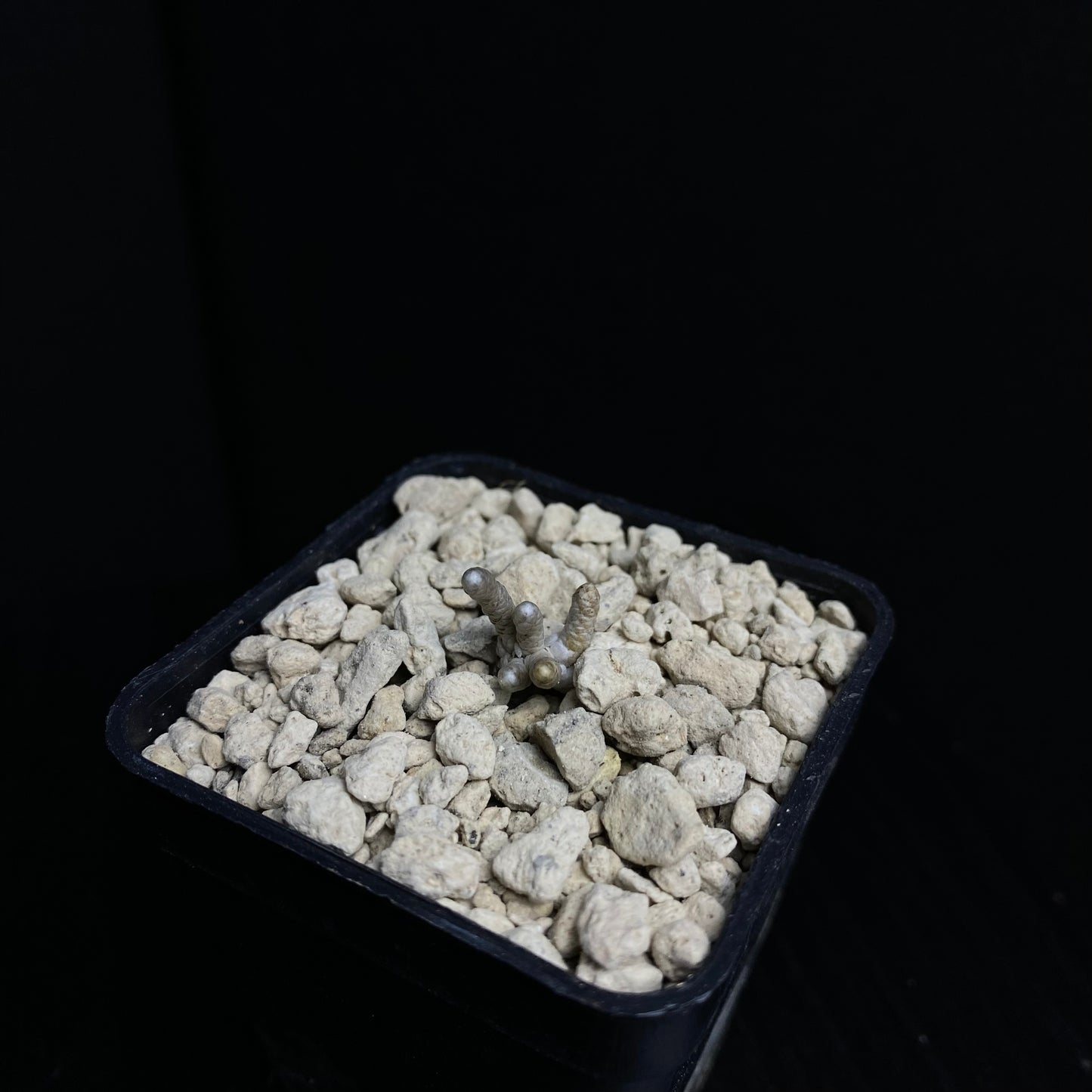 Avonia grisea (Roiwaal)
