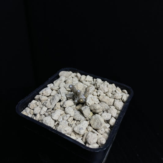 Avonia grisea (Roiwaal)