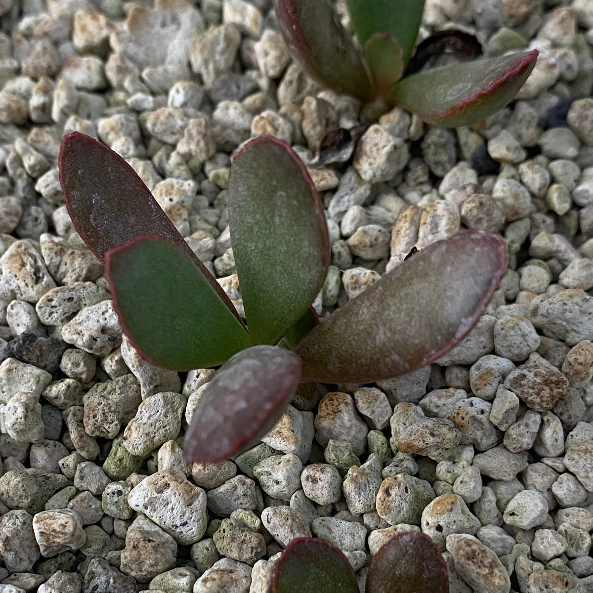 Adromischus inamoenus (Willowmore)