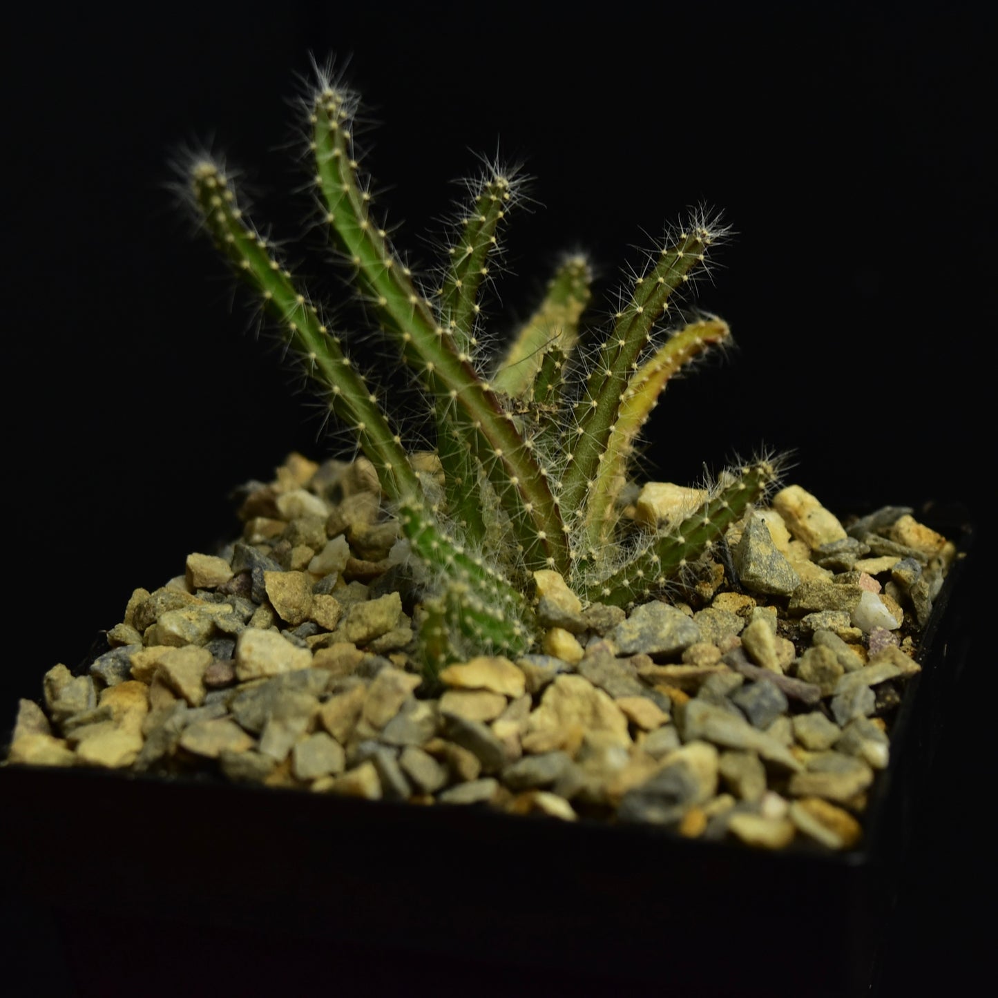 Selenicereus validus