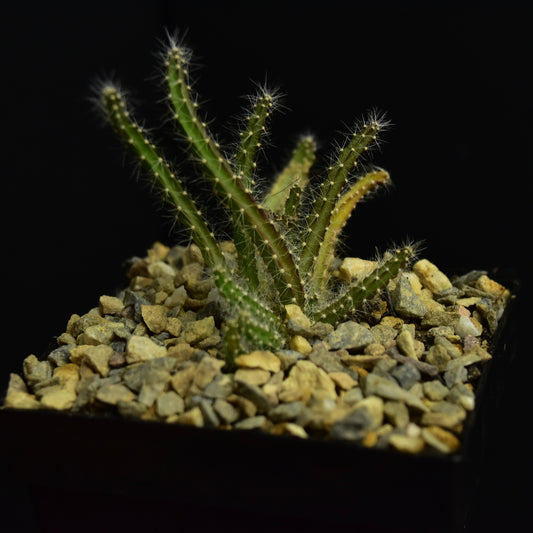 Selenicereus validus