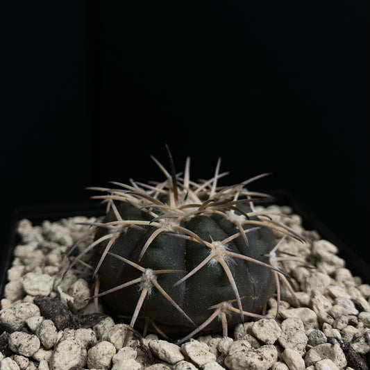 Gymnocalycium spegazzinii