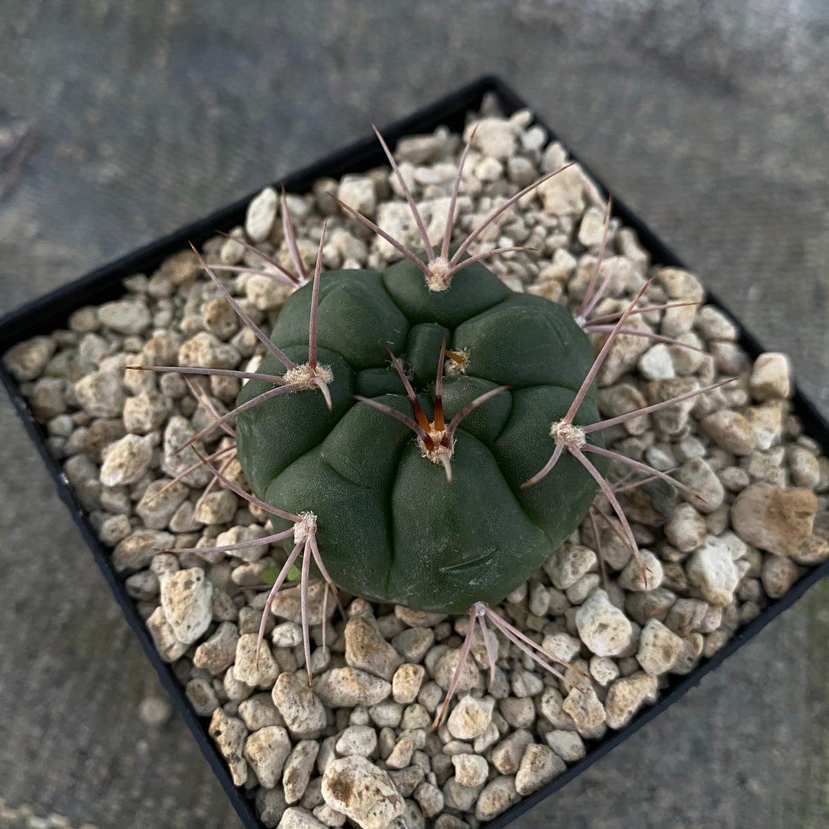 Gymnocalycium carminanthum (P133)