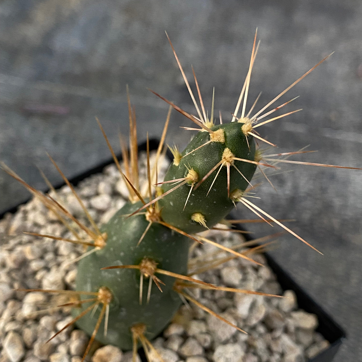 Maihueniopsis neuquensis 'Goliath'