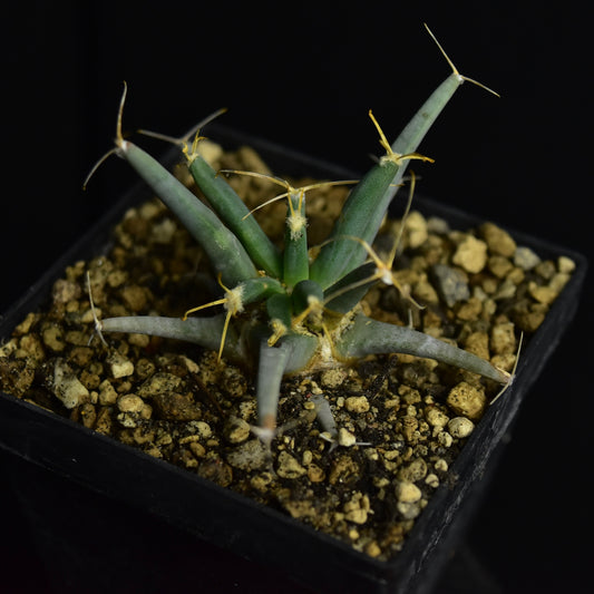 Ferobergia x Leuchtenbergia cv.