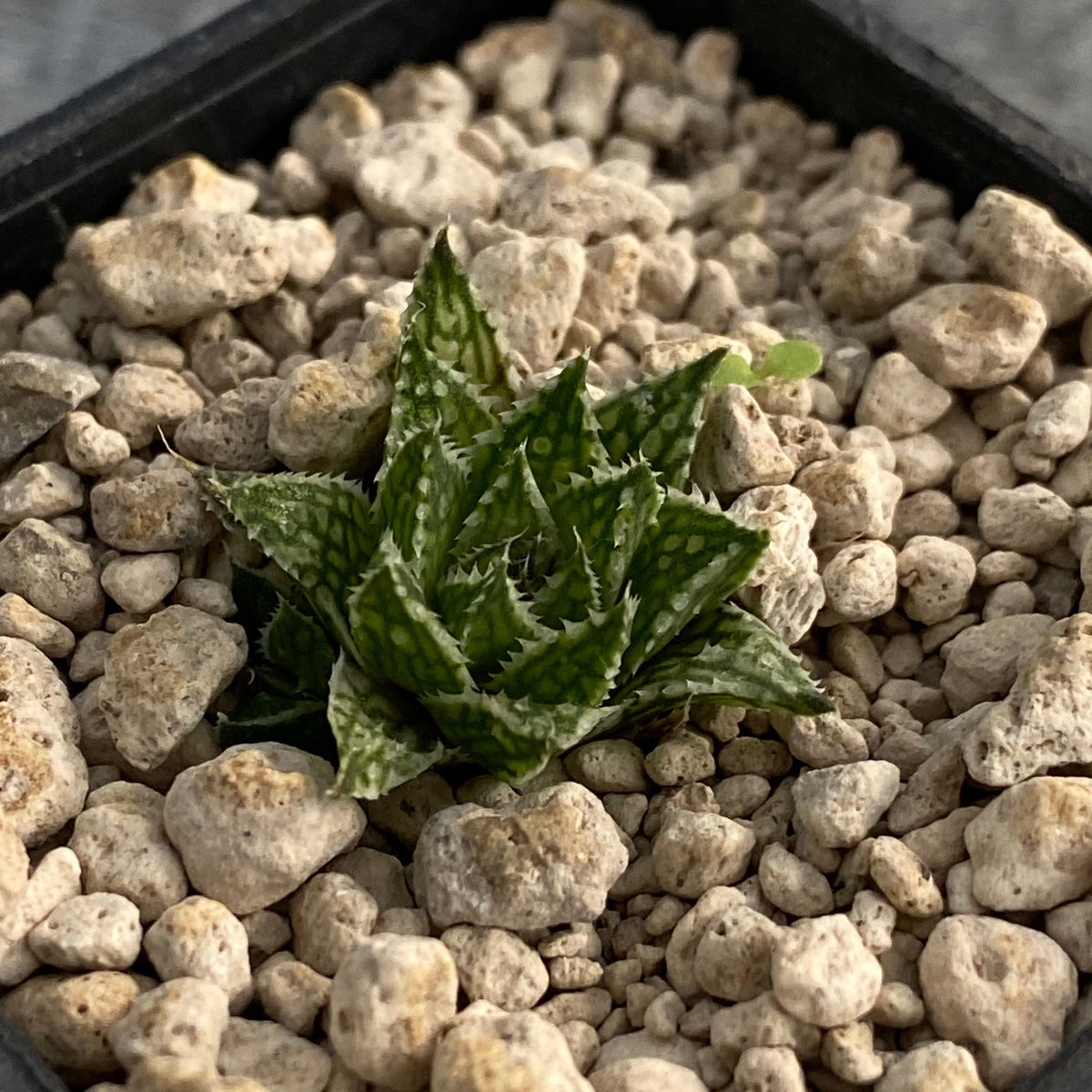 Haworthia marumiana ‘marmorata’ (Tierberg, NE of Prince Albert)
