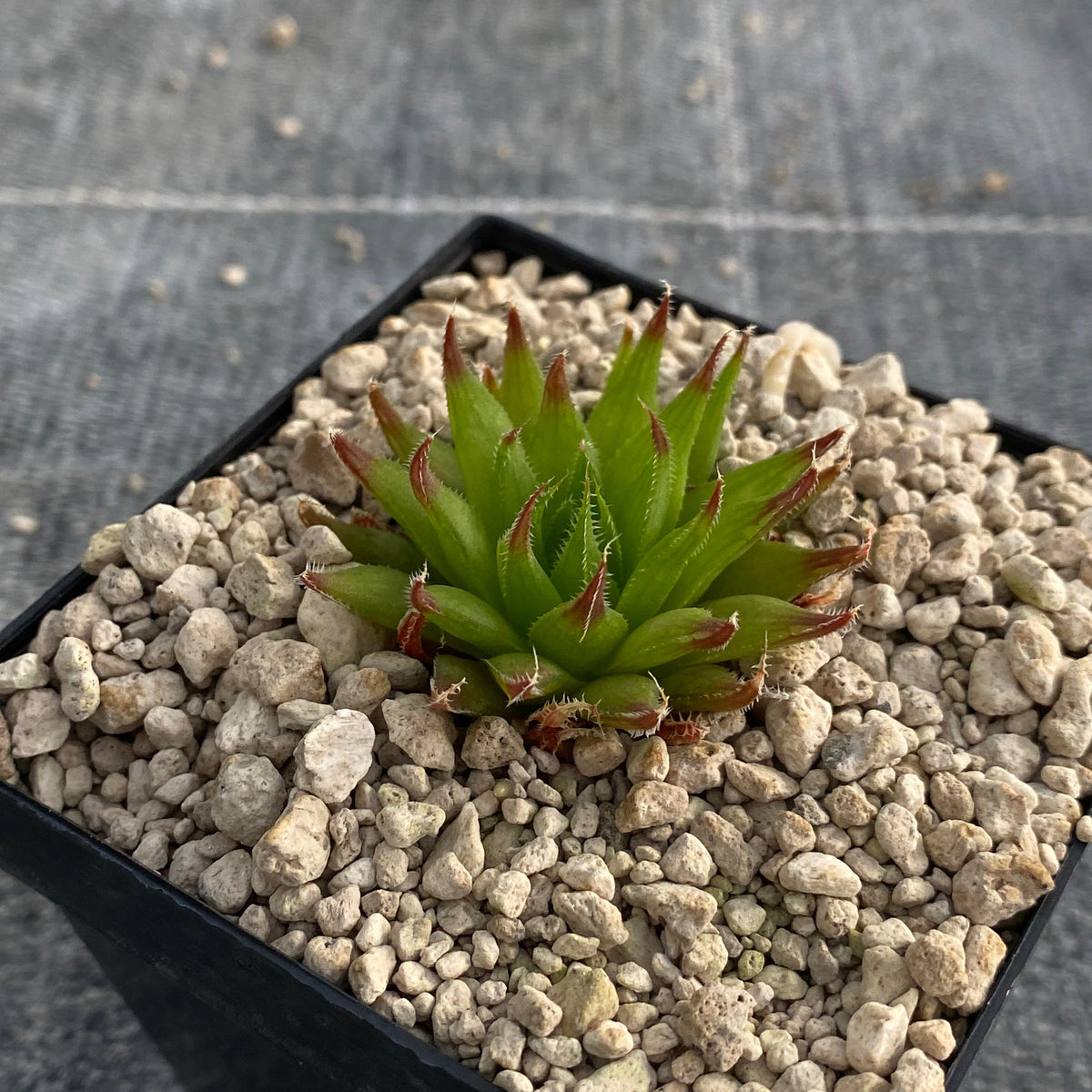 Haworthia cooperi var. isabellae 'patriae' (DMC08623, Rockland Heights)