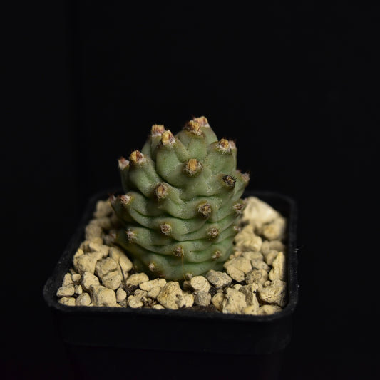 Tephrocactus articulatus var. inermis