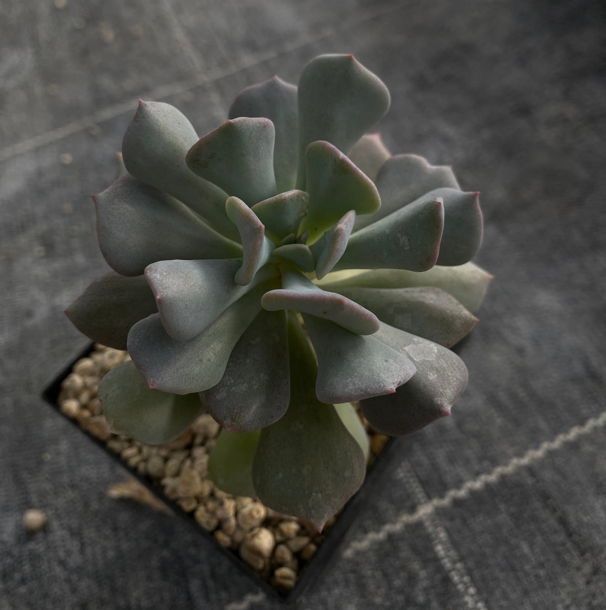 Echeveria cv. "Cubic Frost"
