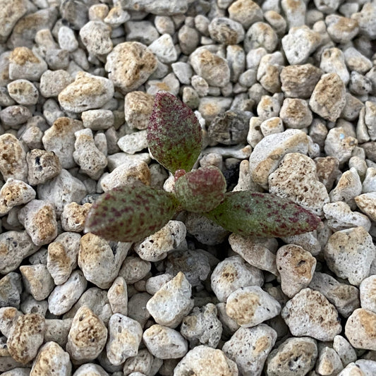 Adromischus marianiae v. antidorcatum