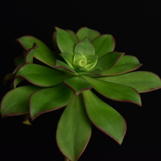 Aeonium decorum cv. "Kiwi"