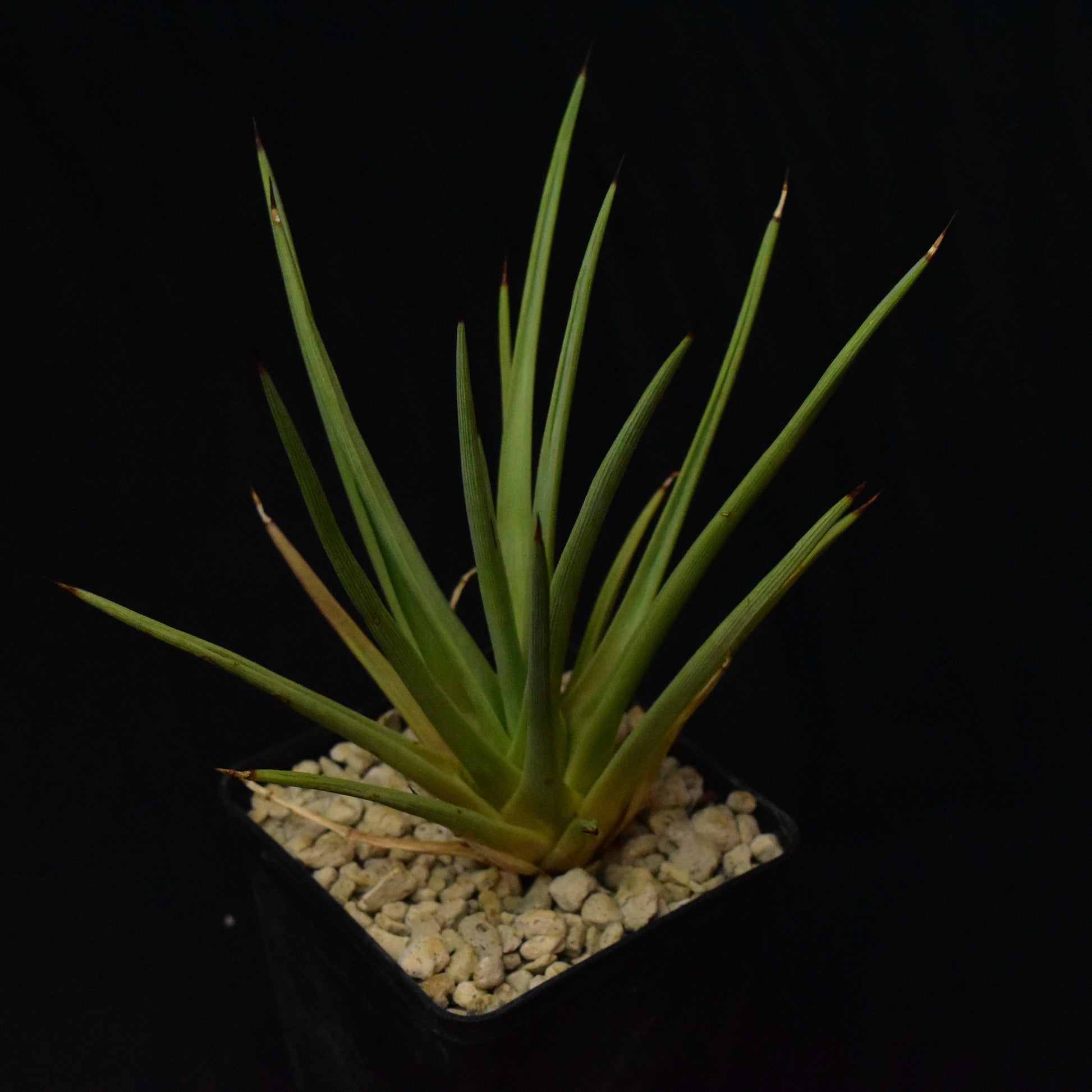 Das Bild zeigte eine Pflanze der Gattung Agave rzedowskiana
