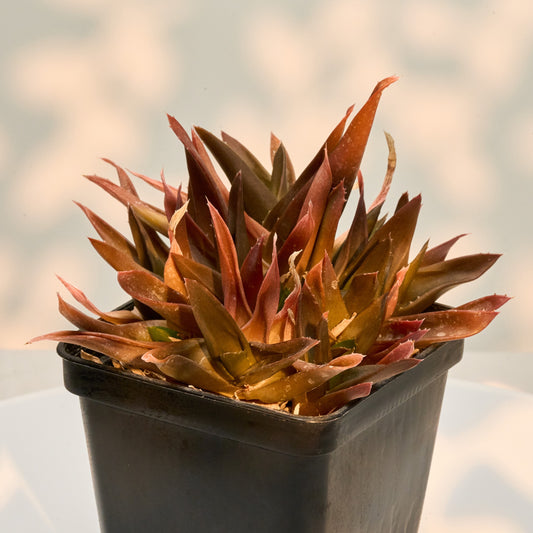 Aloe cv. "Black Gem"