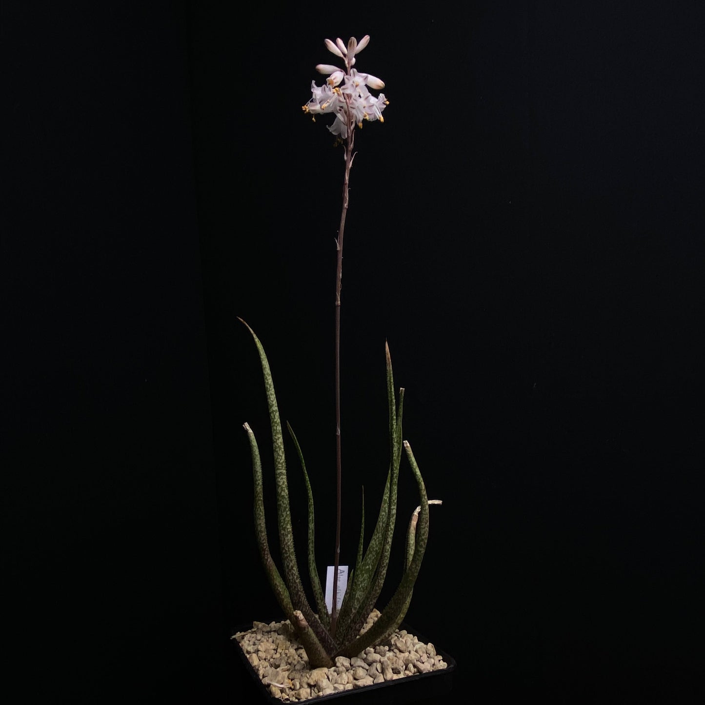 Das Bild zeigte eine Pflanze der Gattung Aloe albiflora