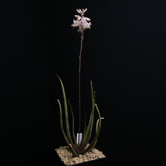 Das Bild zeigte eine Pflanze der Gattung Aloe albiflora