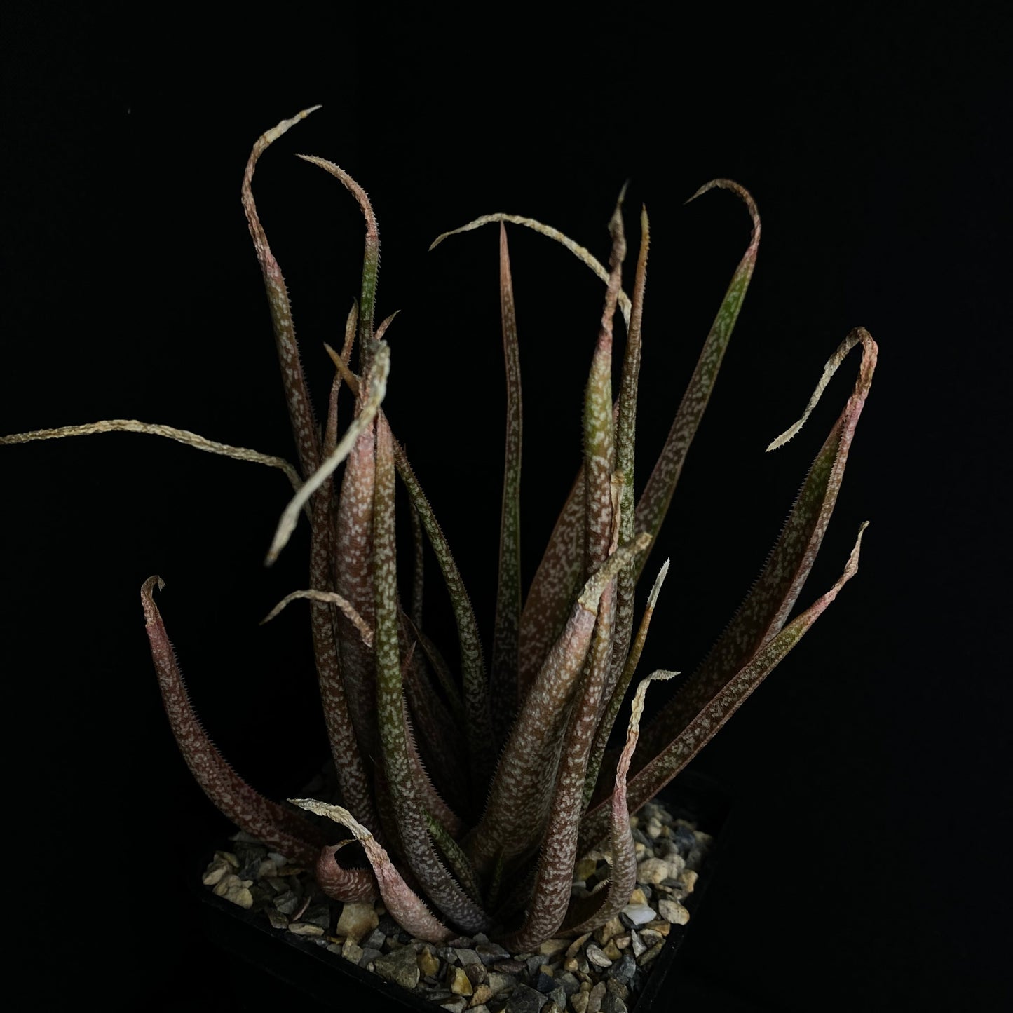 Das Bild zeigte eine Pflanze der Gattung Aloe albiflora