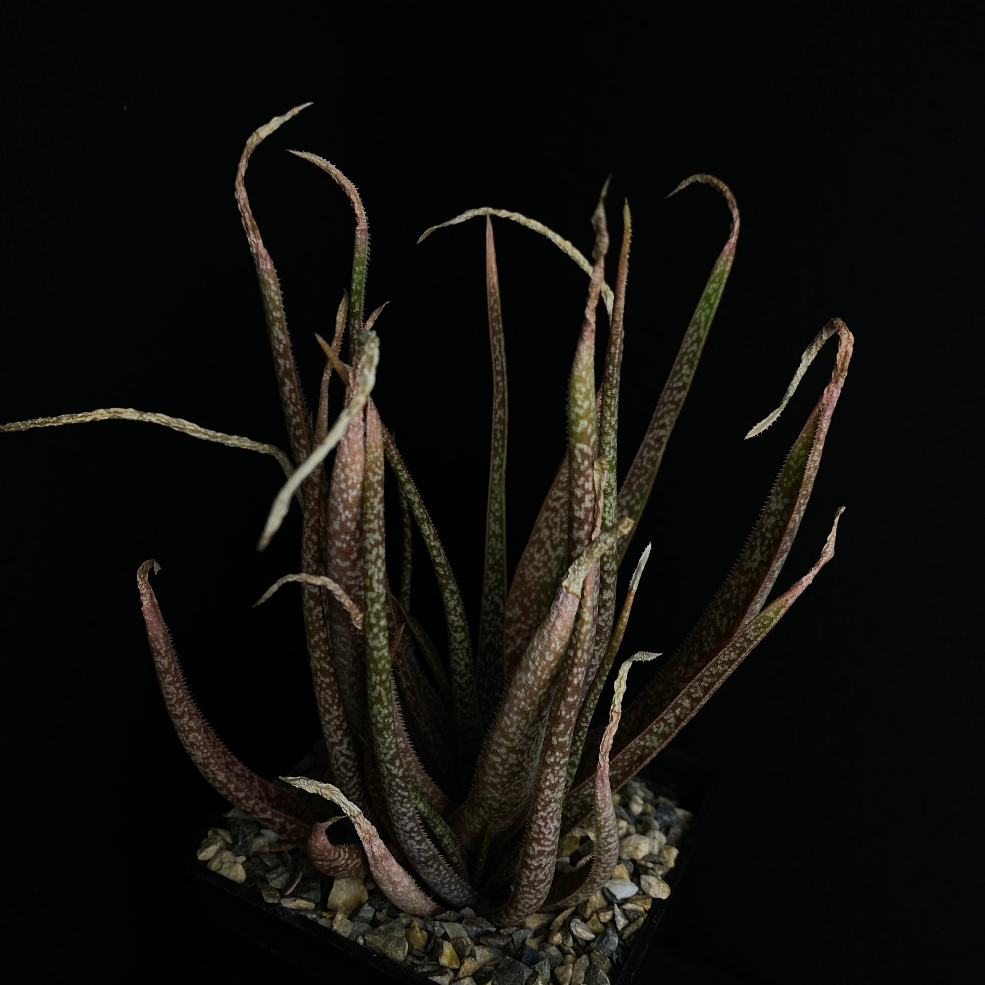 Das Bild zeigte eine Pflanze der Gattung Aloe albiflora