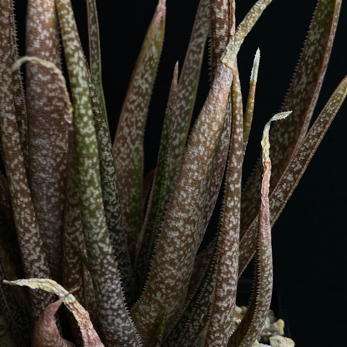 Das Bild zeigte eine Pflanze der Gattung Aloe albiflora