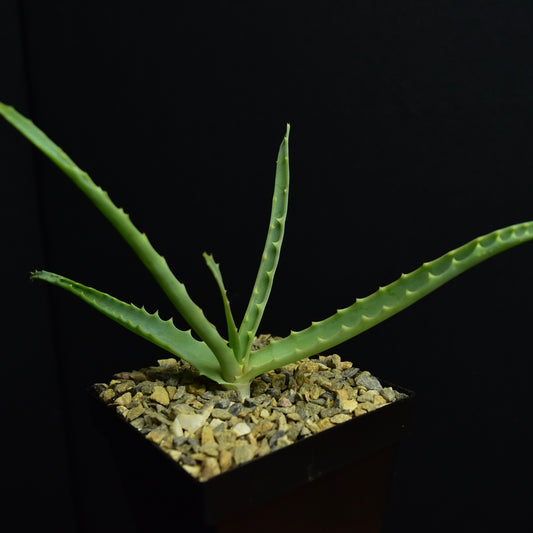 Aloe arborescens