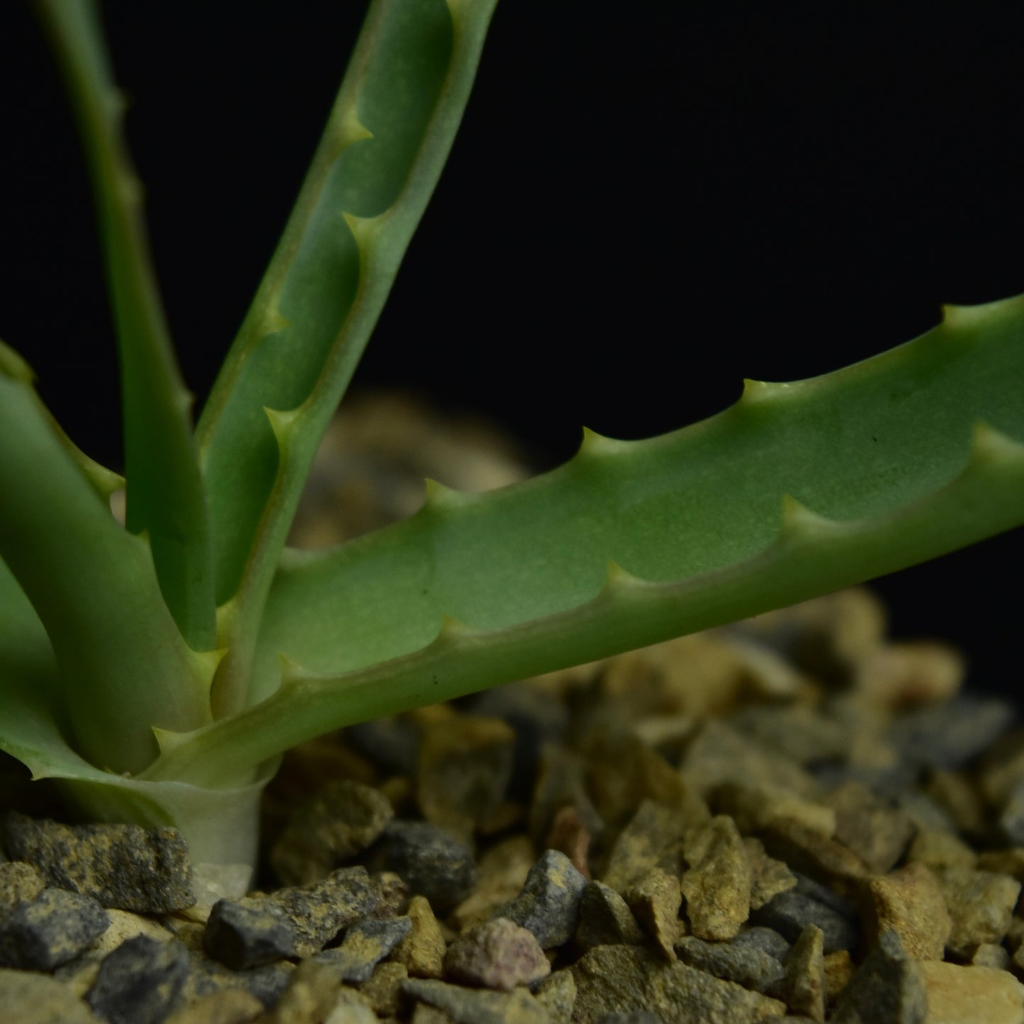 Aloe arborescens