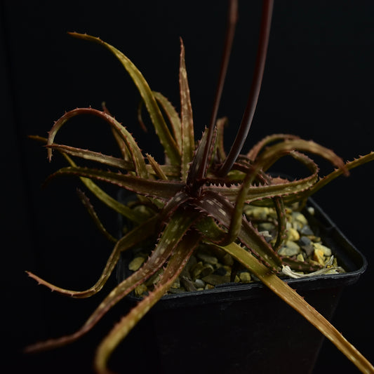 Aloe bakeri
