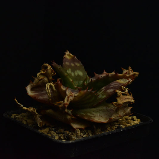 Aloe branddraaiensis (Branddraai, SA.)
