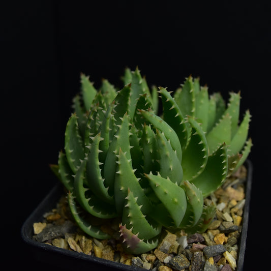Aloe brevifolia