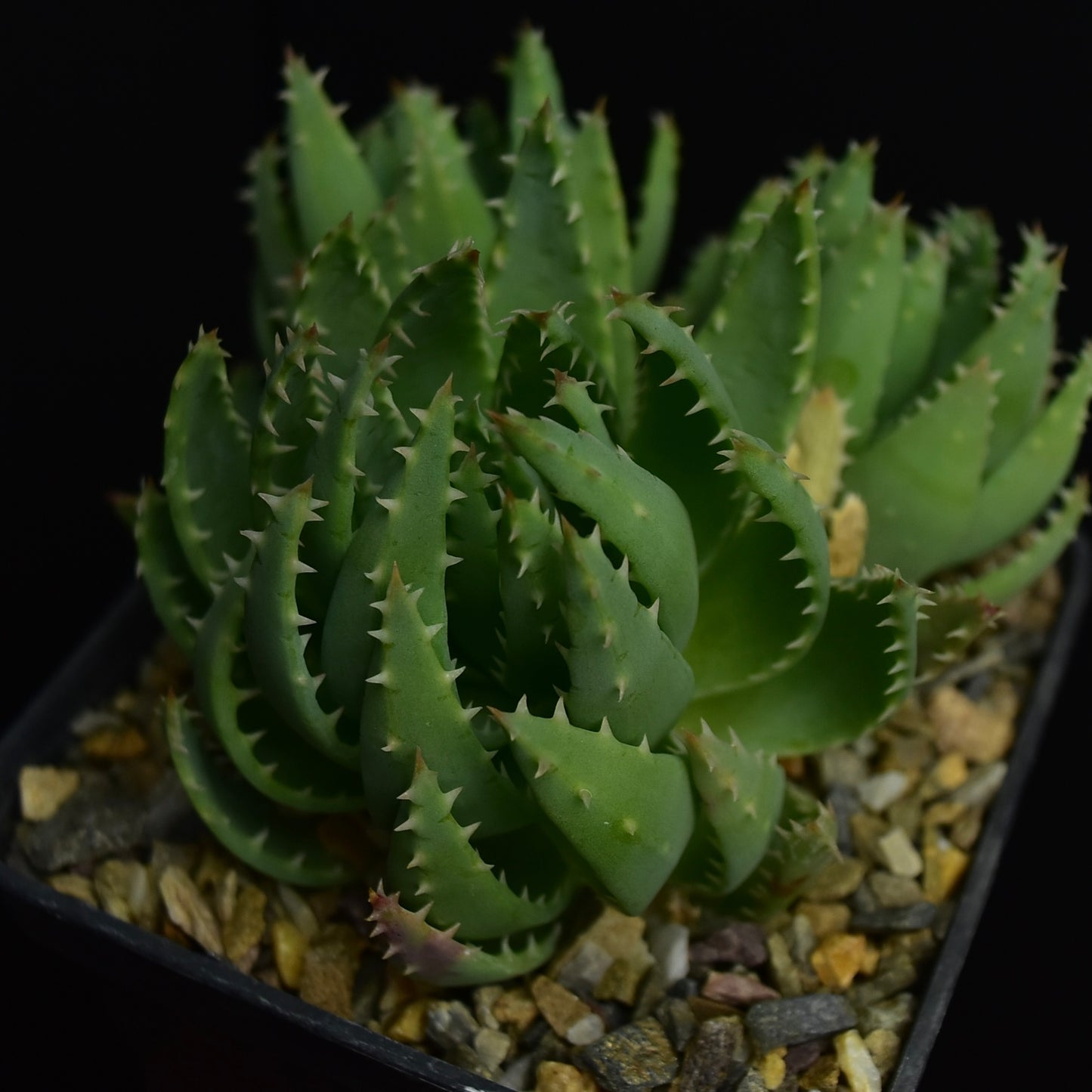 Aloe brevifolia