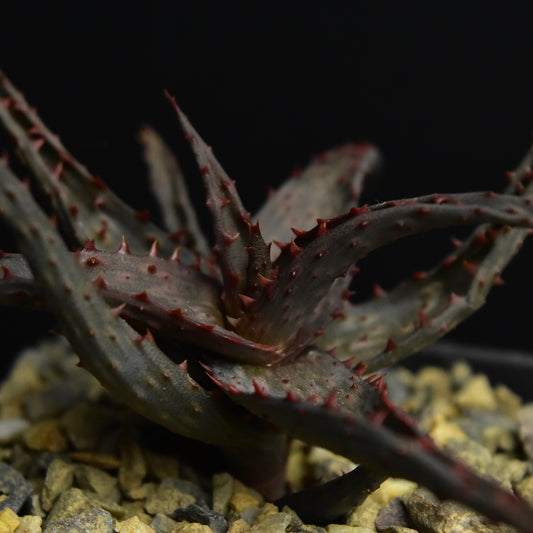 Aloe castilloniae F1-Hybride