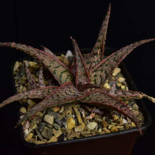 Aloe cv. Goby