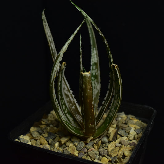 Aloe cv. Maidu