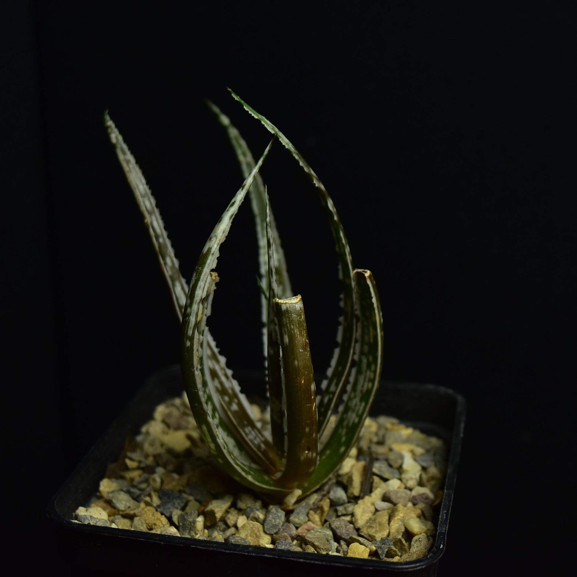 Aloe cv. Maidu