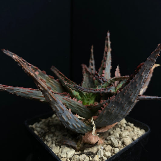 Aloe cv. Spike