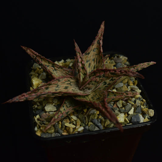 Aloe cv. "Pink Blush"
