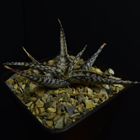 Aloe cv. "Bronce Lizard"