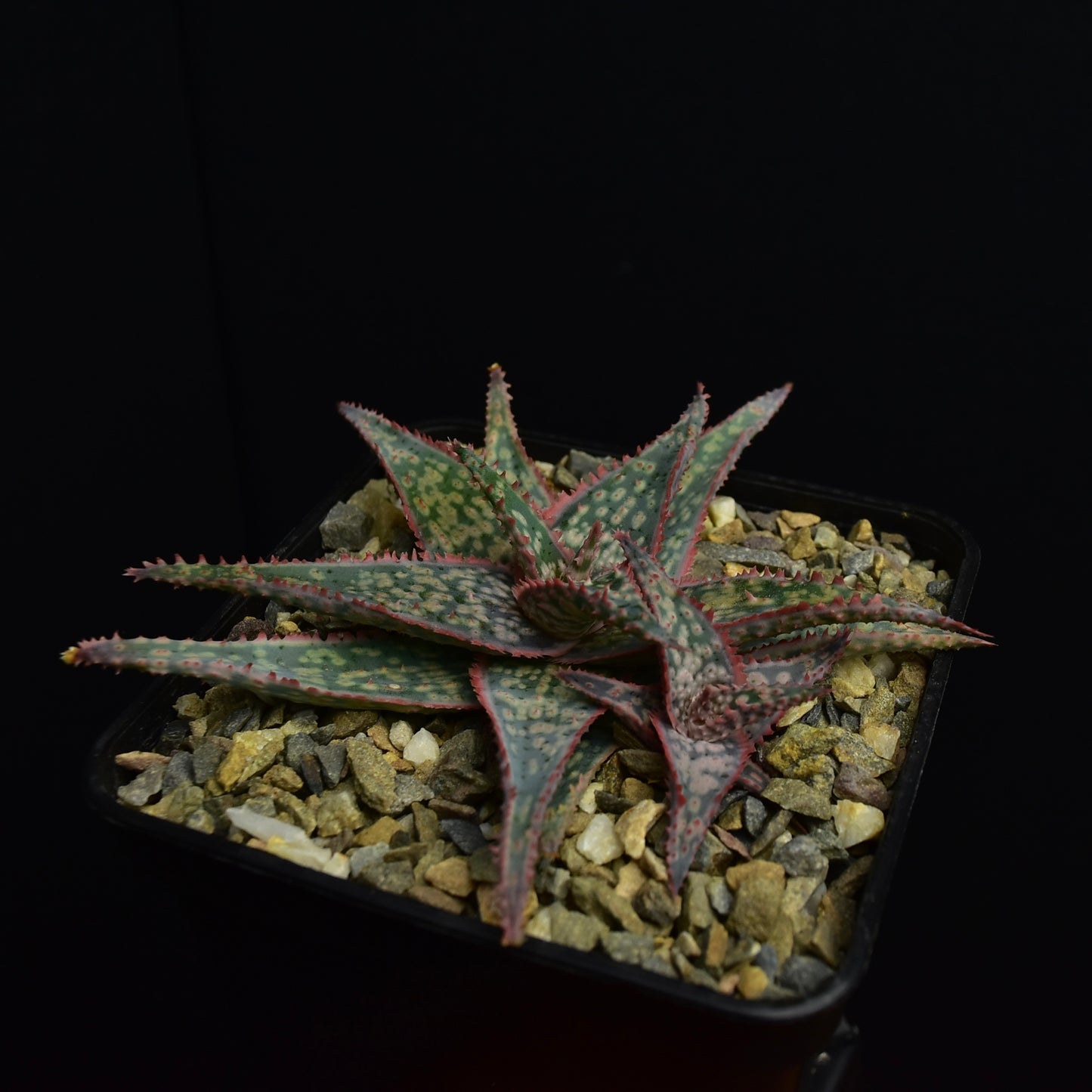 Aloe cv. "Donnie"