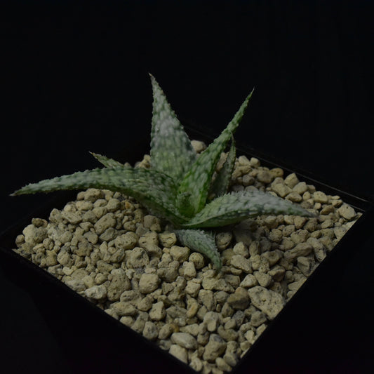 Aloe cv. First Snow