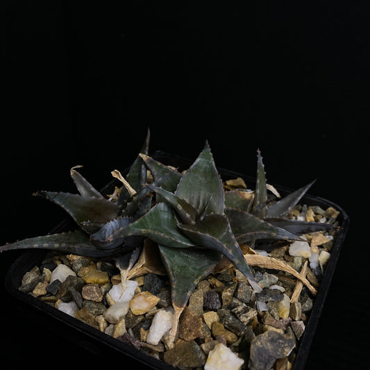 Aloe deltoideodonta v. brevifolia (Mad.)
