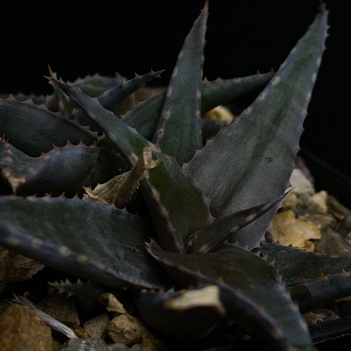 Aloe deltoideodonta v. brevifolia (Mad.)
