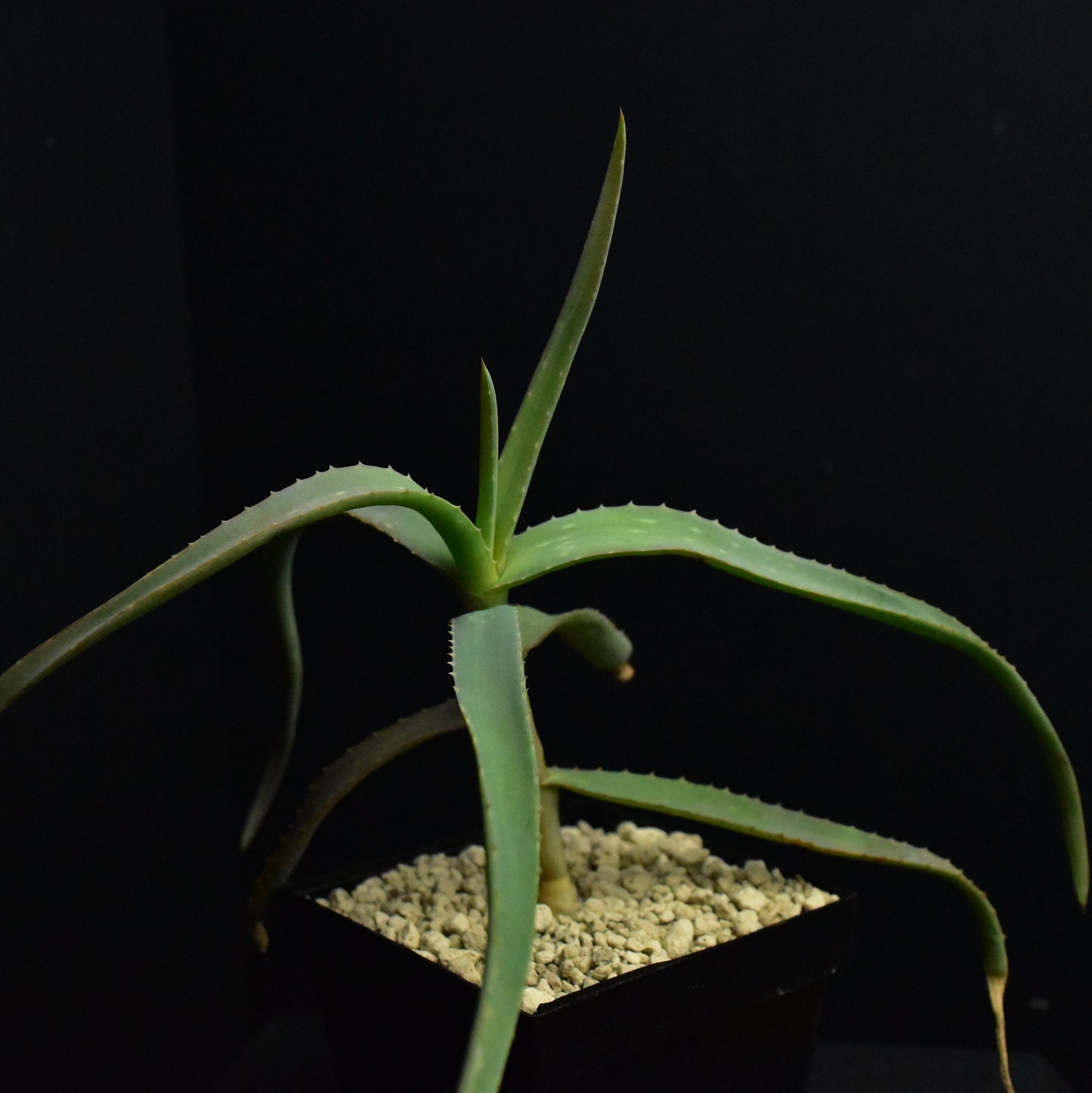 Aloe diolii (Sudan)