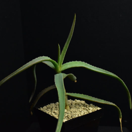 Aloe diolii (Sudan)