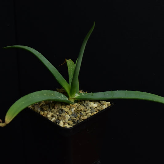 Aloe flexifolia