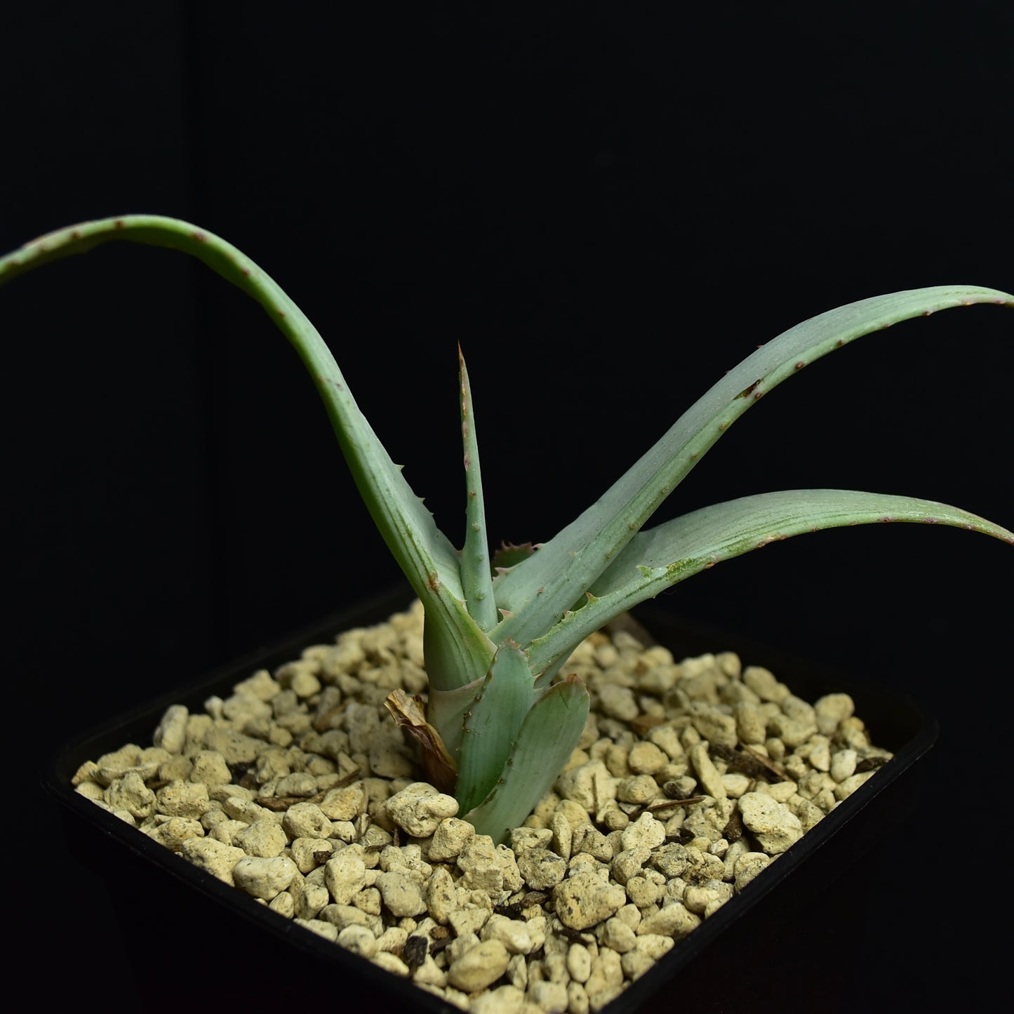 Aloe glauca