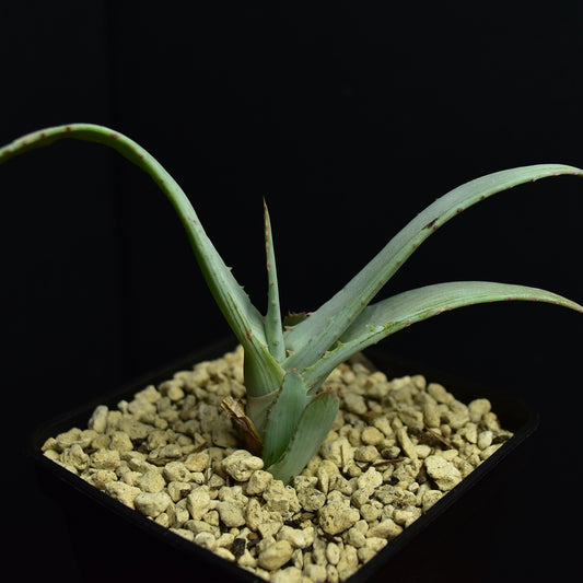 Aloe glauca