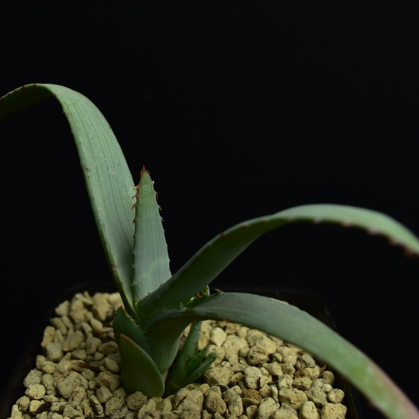 Aloe glauca