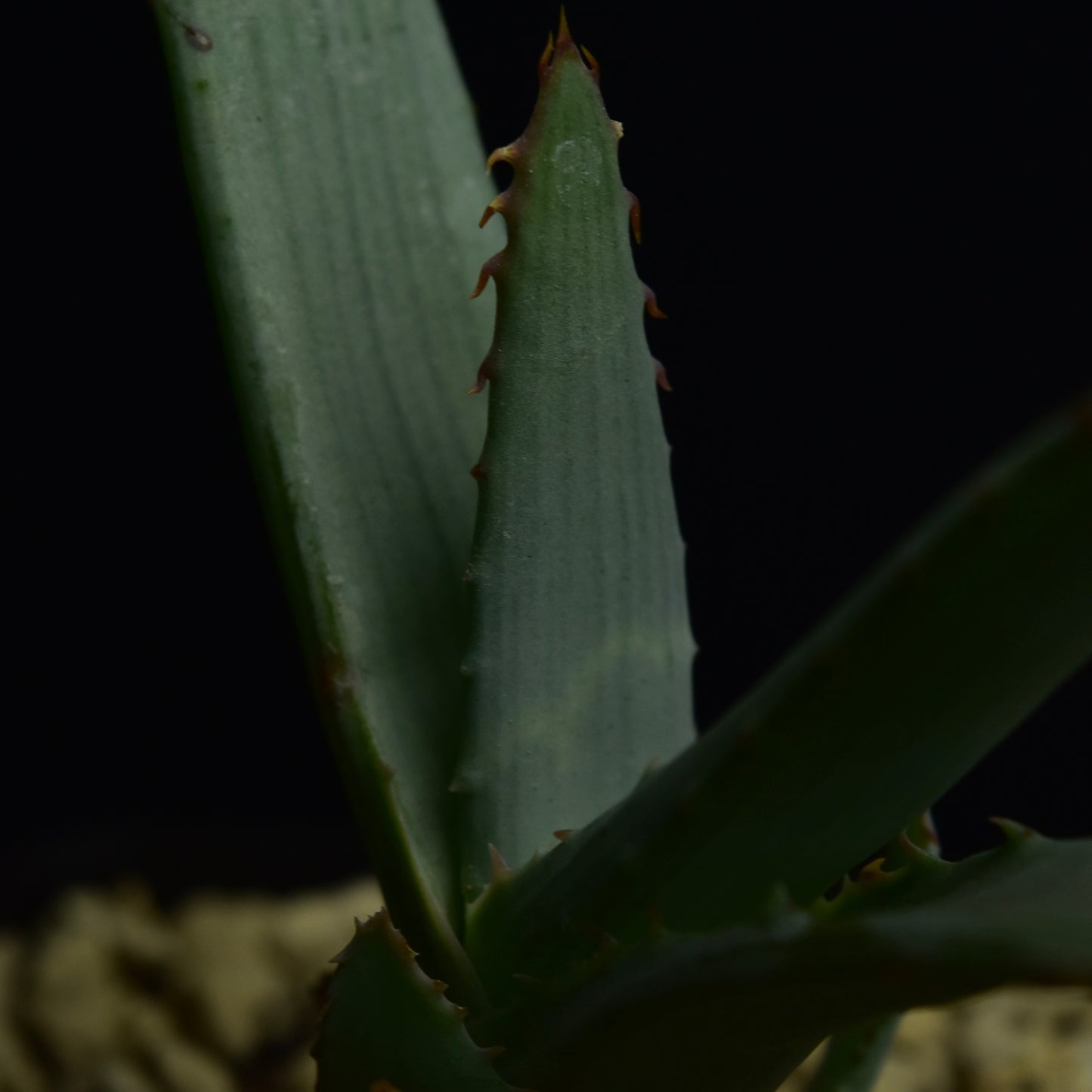 Aloe glauca