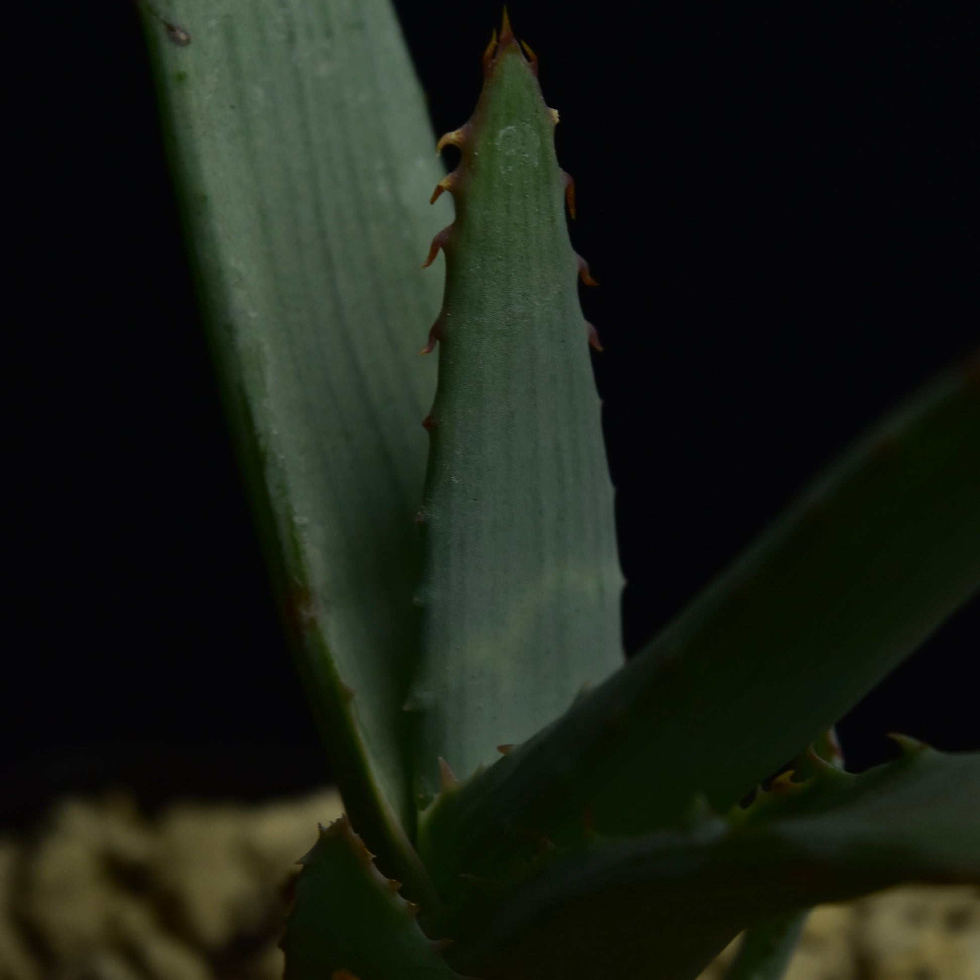 Aloe glauca