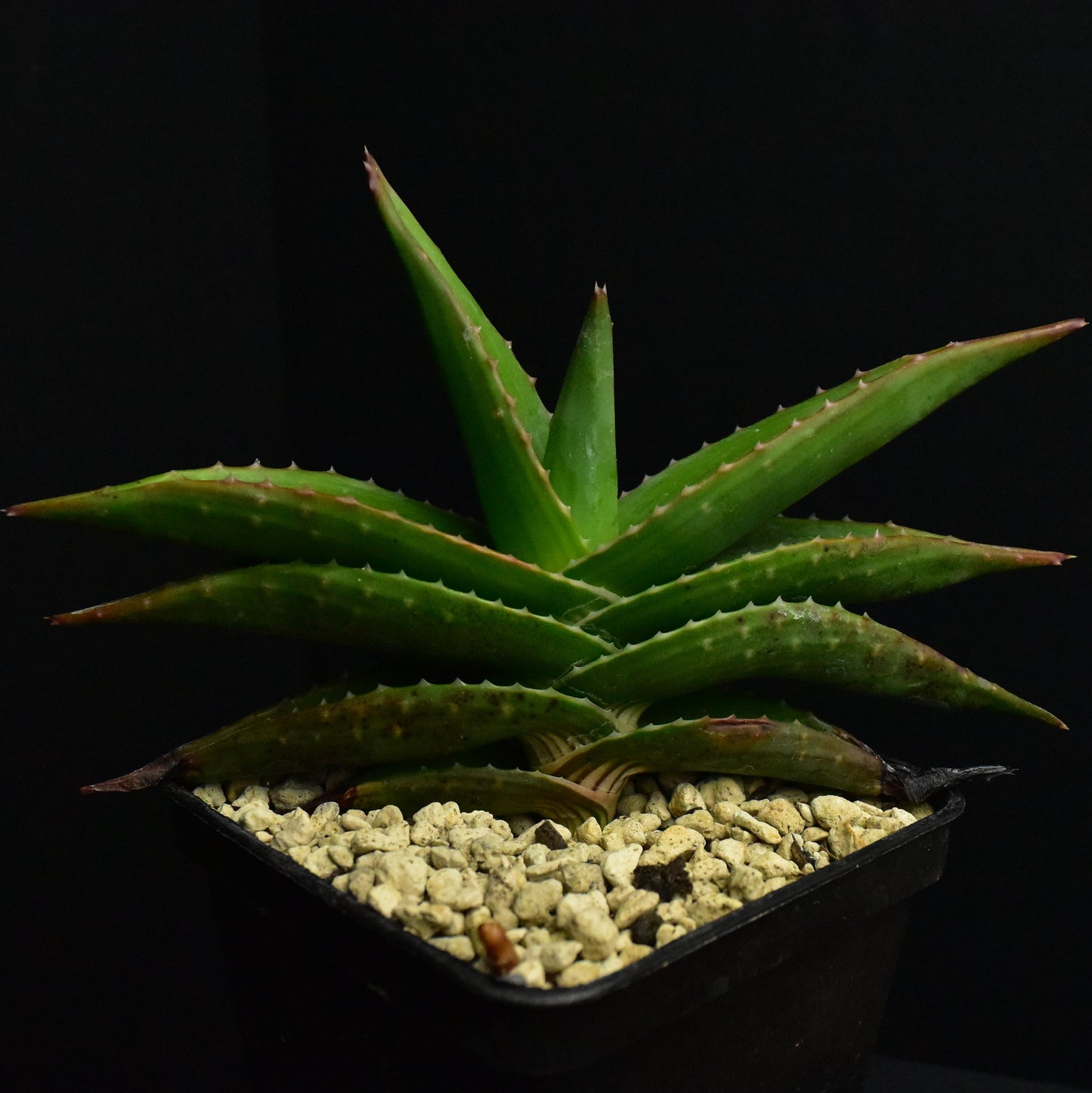 Aloe pavelkae